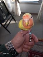 Zeer tam parkieten jonkie, Dieren en Toebehoren, Vogels | Parkieten en Papegaaien, Tam