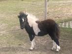 Domino Van De Heide, Dieren en Toebehoren, Paarden en Pony's | Dekhengsten en Fokmerries
