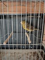 Donkere kanaries, Dieren en Toebehoren, Vrouwelijk, Kleurkanarie