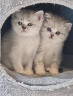 Britse korthaar kittens, Dieren en Toebehoren, Katten en Kittens | Raskatten | Korthaar, Meerdere dieren, Gechipt, 0 tot 2 jaar