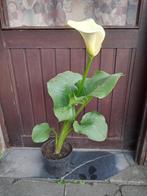 Gele aronskelk black magic calla zantedeschia, Volle zon, Vaste plant, Zomer, Ophalen