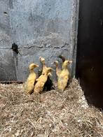 Loopeend kuikens, Dieren en Toebehoren, Pluimvee