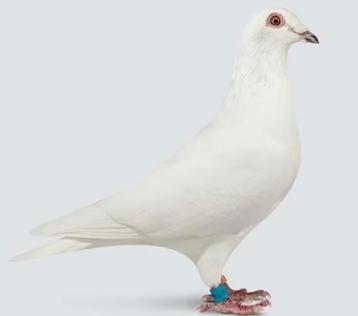 Pigeons blancs de mariage. disponible aux enchères