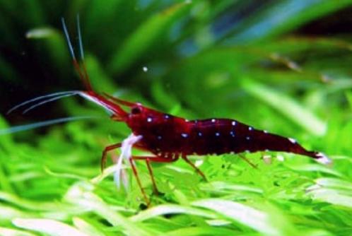 Matano Blue Dot - Sulawesi Garnalen ( enkel reservatie ), Dieren en Toebehoren, Vissen | Aquariumvissen, Zoetwatervis, Kreeft, Krab of Garnaal