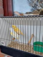 Kanaries  POPPEN !, Dieren en Toebehoren, Vogels | Kanaries