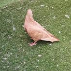 Duiven, Dieren en Toebehoren, Pluimvee