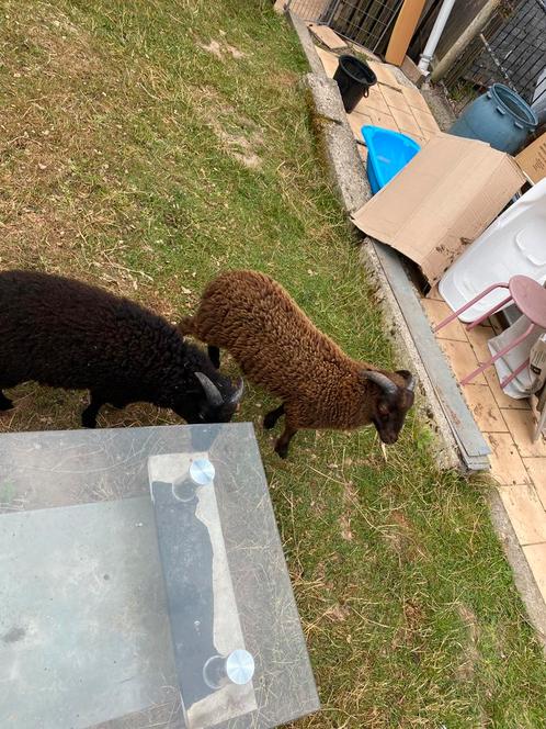 ouessant schapen rammen, Dieren en Toebehoren, Schapen, Geiten en Varkens, Schaap, Mannelijk