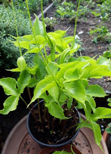 Pinellia tripartita - Groene draak beschikbaar voor biedingen
