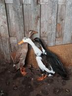 3 loopeendjes, Dieren en Toebehoren