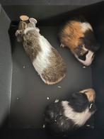 Cavias geboren op 13 juli, Dieren en Toebehoren, Juli, Meerdere dieren