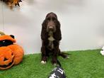 Engelse Cocker Spaniel pups, Dieren en Toebehoren, Honden | Retrievers, Spaniëls en Waterhonden, België, 8 tot 15 weken, CDV (hondenziekte)