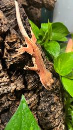 Kuifgekko, Dieren en Toebehoren