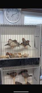 Gevraagd: zebravinken en andere tropen, Dieren en Toebehoren, Vogels | Overige Vogels