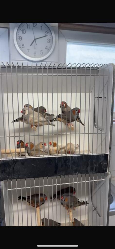 Gevraagd: zebravinken en andere tropen, Dieren en Toebehoren, Vogels | Overige Vogels
