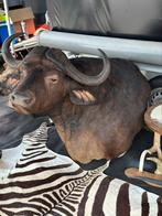 Taxidermie mega groot Afrikaanse kafferbuffel, Ophalen of Verzenden
