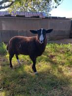 Zwartbles ram, Dieren en Toebehoren, Schapen, Geiten en Varkens