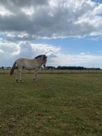 Jaarling merrie, Dieren en Toebehoren, Paarden, Merrie