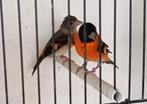 Kapoetsensijs, Dieren en Toebehoren