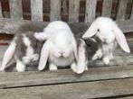 Lieve Frans hangoor konijntjes geboren op 15/2 zoeken een go, Grand, Oreilles tombantes, Plusieurs animaux, 0 à 2 ans