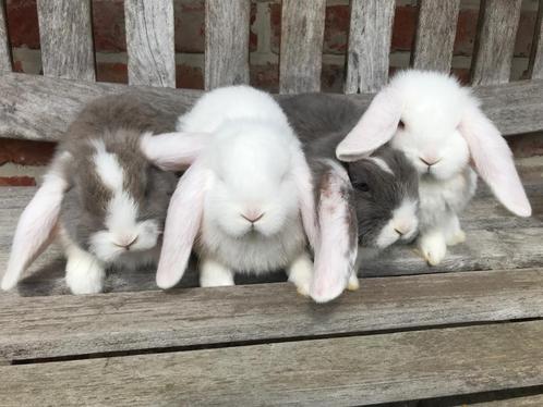 Lieve Frans hangoor konijntjes geboren op 15/2 zoeken een go, Animaux & Accessoires, Lapins, Grand, Plusieurs animaux, 0 à 2 ans