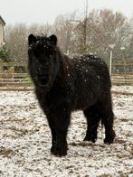 Shetlander met stamboom, Dieren en Toebehoren, Pony's, Met stamboom