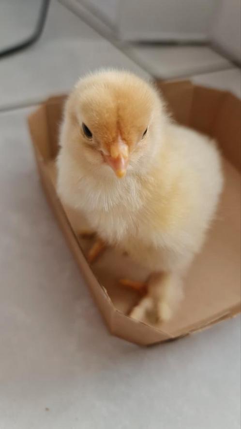 Kuikens Brahma lemon pyle raszuiver voor 3 mei, Dieren en Toebehoren, Pluimvee, Kip, Geslacht onbekend