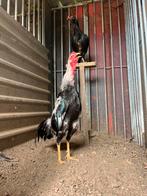 Zuivere hint haan tekoop, Dieren en Toebehoren, Pluimvee