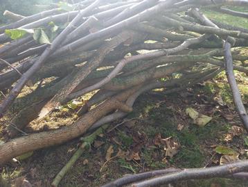 Gratis brandhout en aanmaakhout beschikbaar voor biedingen