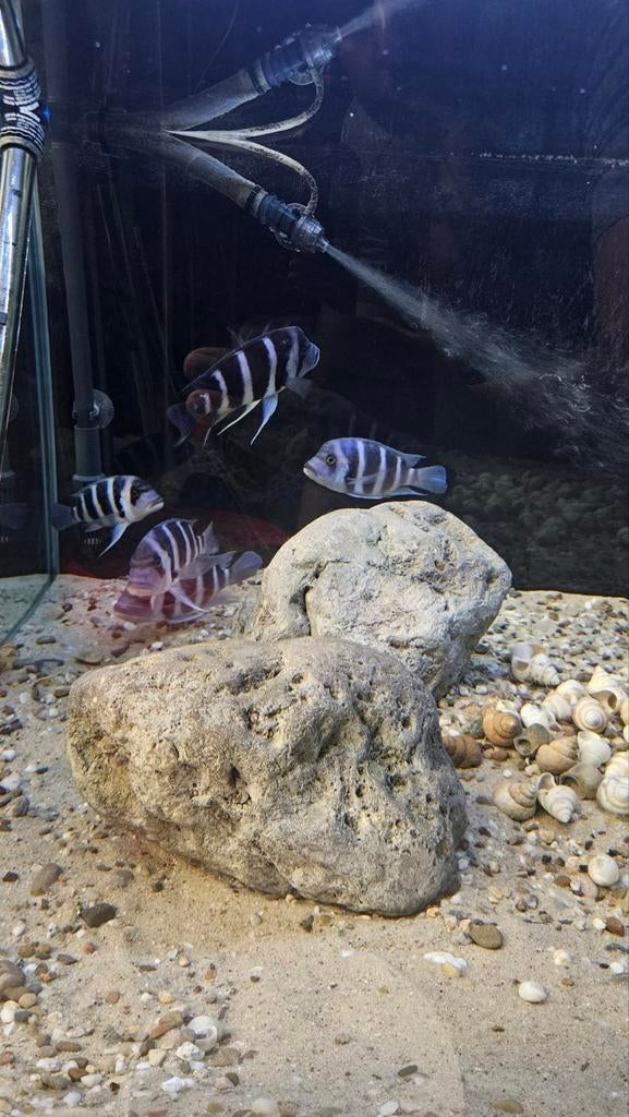 gibberosa blue zaire moba