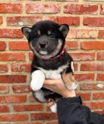 Lieve, speelse Shiba-Inu pups, België, Overige rassen, 8 tot 15 weken, Meerdere