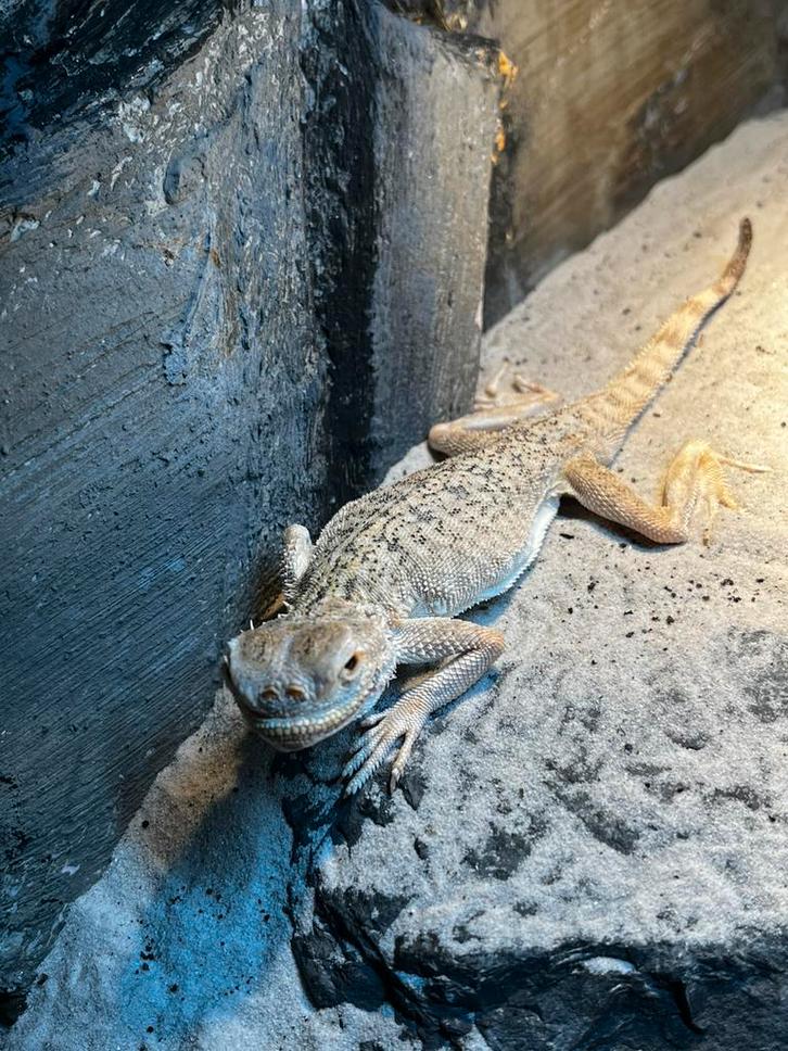 Phrynocephalus mystaceus 1.0, Animaux & Accessoires, Reptiles & Amphibiens, Lézard, 3 à 6 ans, Avec terrarium