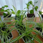 Plantes d'intérieur, Enlèvement