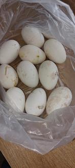 Ganzen eiers, Dieren en Toebehoren, Gans of Zwaan