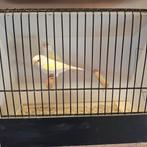 Geel mozaïek poppen te koop, Dieren en Toebehoren, Vrouwelijk, Kleurkanarie