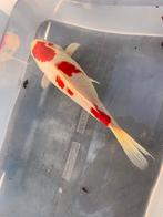 goudvis  25 cm, Dieren en Toebehoren