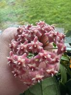 Hoya publicalyx black dragon, Ophalen of Verzenden