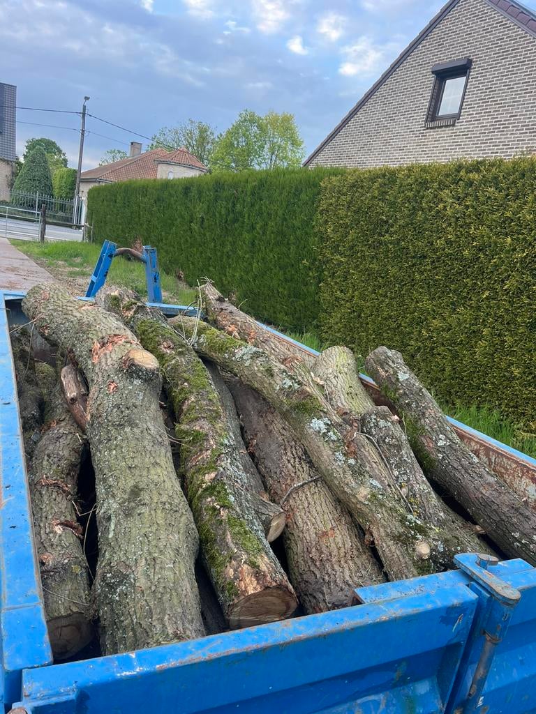 Brandhout op stam Eik, Tuin en Terras, Brandhout, Ophalen, Eikenhout, Stammen