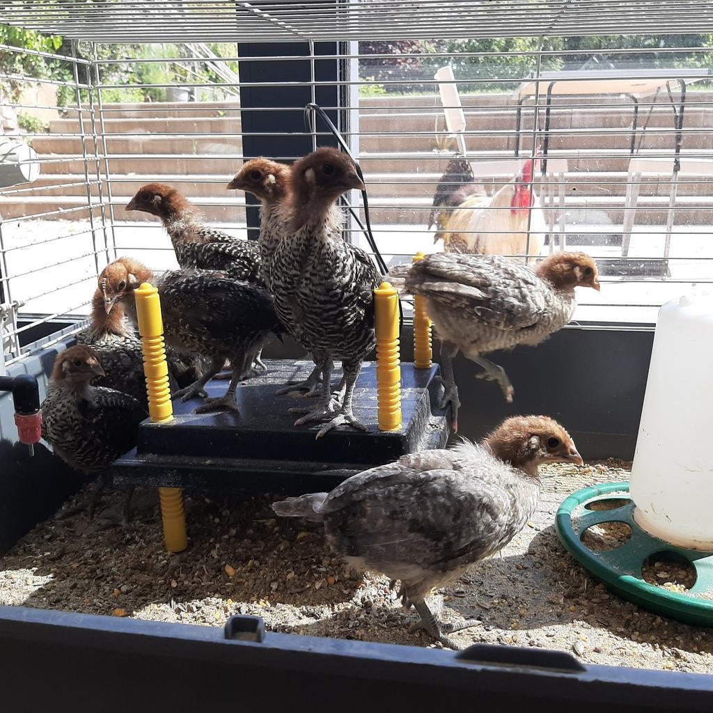 Kuikens - Brakelse hoenen (haantjes)