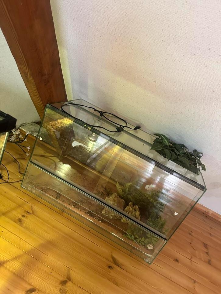 Terrarium en verre compact avec lampe chauffante, Animaux & Accessoires, Reptiles & Amphibiens | Accessoires, Comme neuf, Éclairage