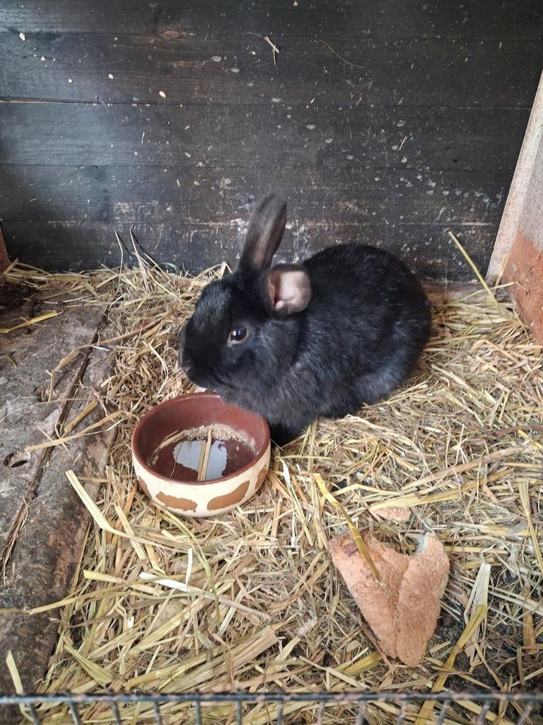 Mannelijk zwart konijntje, Dieren en Toebehoren, Konijnen, Mannelijk, Dwerg, 0 tot 2 jaar