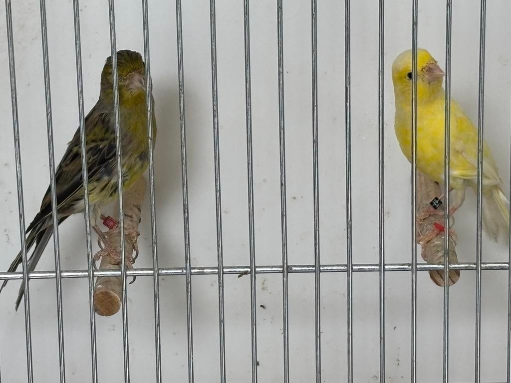 Mooi top koppel Irish fancy ( overjaars ), Meerdere dieren, Postuurkanarie