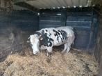 Bwb koe  en bwb stierenkalf, Dieren en Toebehoren, Runderen, Vrouwelijk, 3 tot 6 jaar