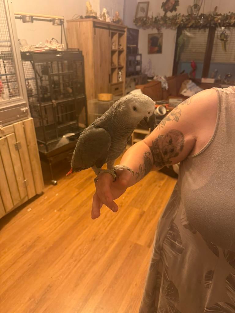 Handtamme grijze roodstaart coco man 1 jaar oud, Dieren en Toebehoren, Vogels | Parkieten en Papegaaien, Mannelijk, Papegaai, Pratend