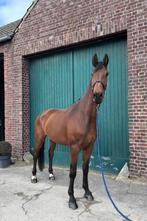 Mooie grote ruin zoekt nieuw huisje, Dieren en Toebehoren, Paarden