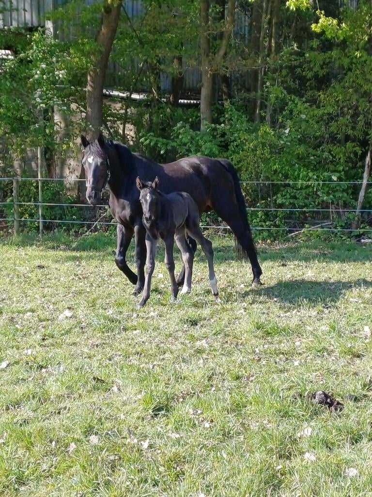 Darco merrie (drachtig), Dieren en Toebehoren, Paarden, Merrie, Niet van toepassing, Springpaard, Met stamboom, Gechipt, Ontwormd