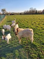Boergeit,boerbok, Dieren en Toebehoren