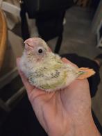 Parkiet molinae team, Dieren en Toebehoren, Vogels | Parkieten en Papegaaien, Mannelijk