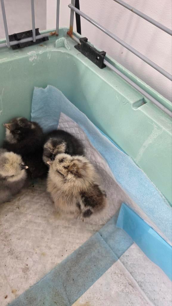 Zijdehoen kuikens, Animaux & Accessoires, Volatiles, Sexe inconnu