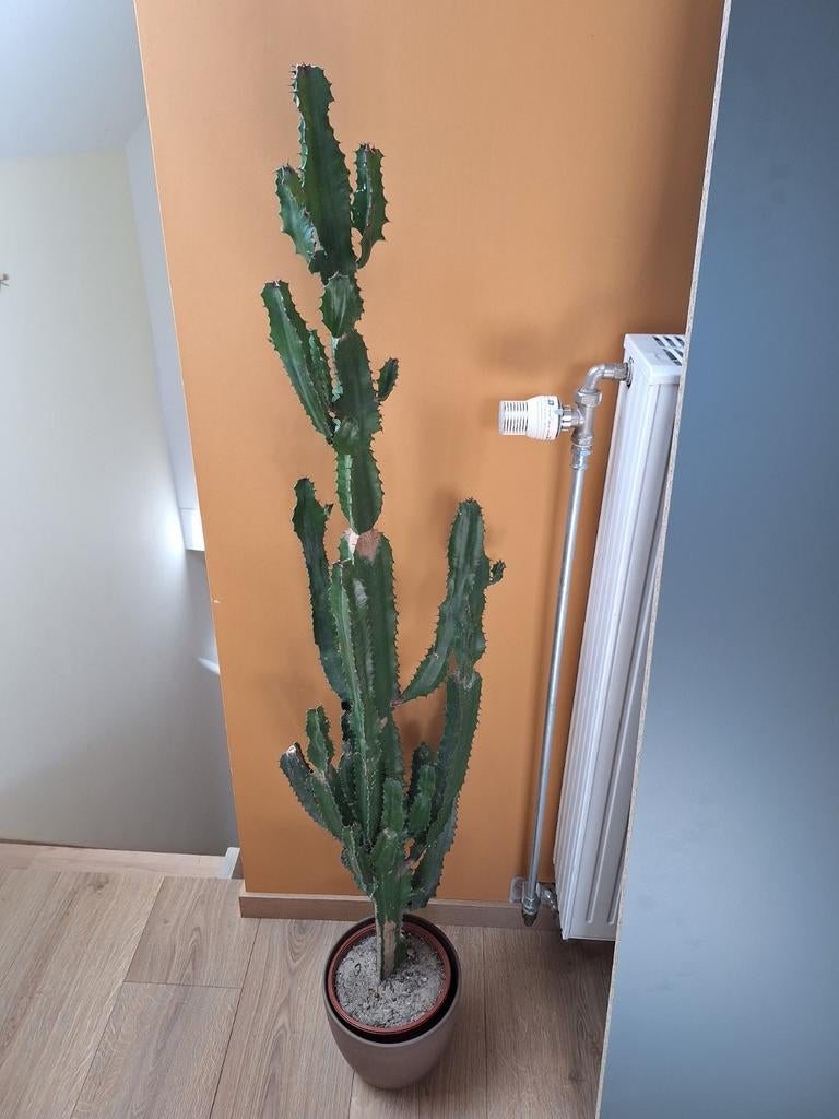 Grand cactus (euphorbe ingens) 122 cm, Maison & Meubles, Enlèvement, Arrangement floral, 122 cm