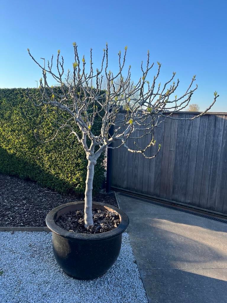 Figuier blanc rare, Jardin & Terrasse, Plantes | Arbres, Autres espèces, 100 à 250 cm, Enlèvement
